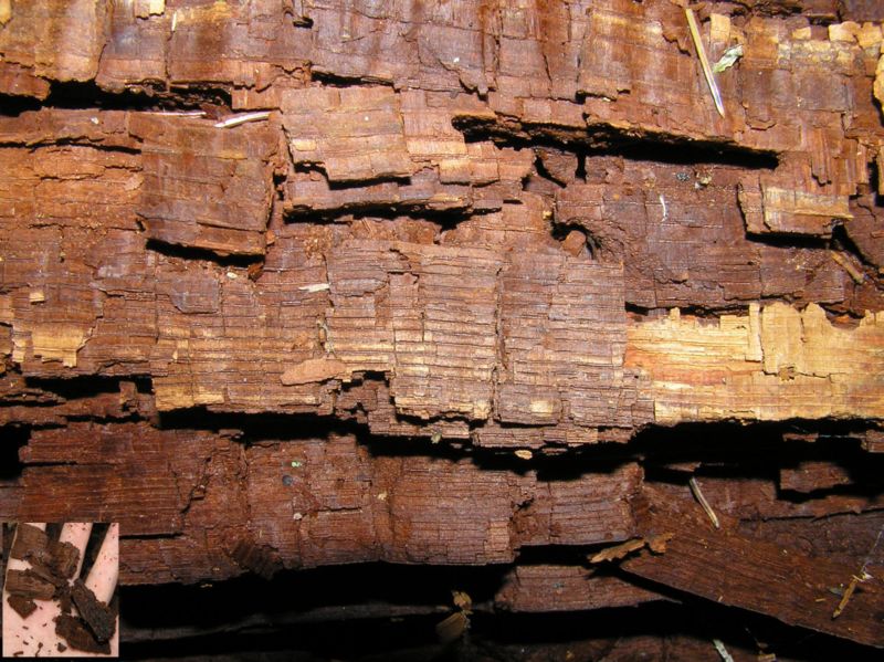 Oak with brown rot